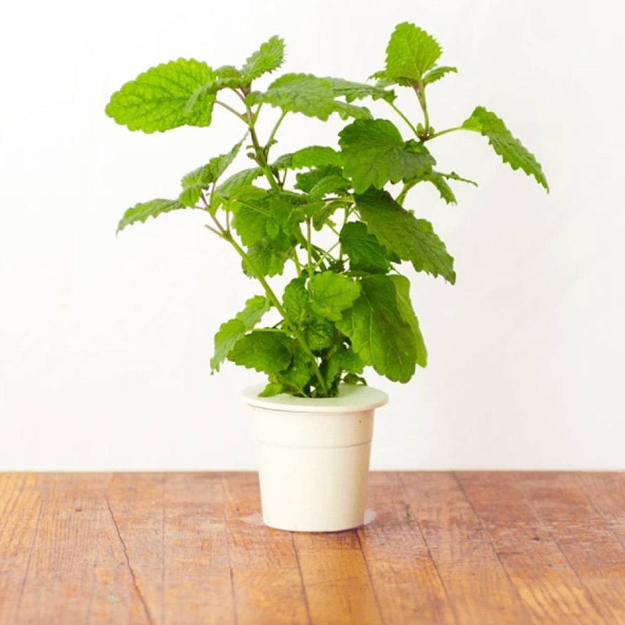 Мята в деревянной миске