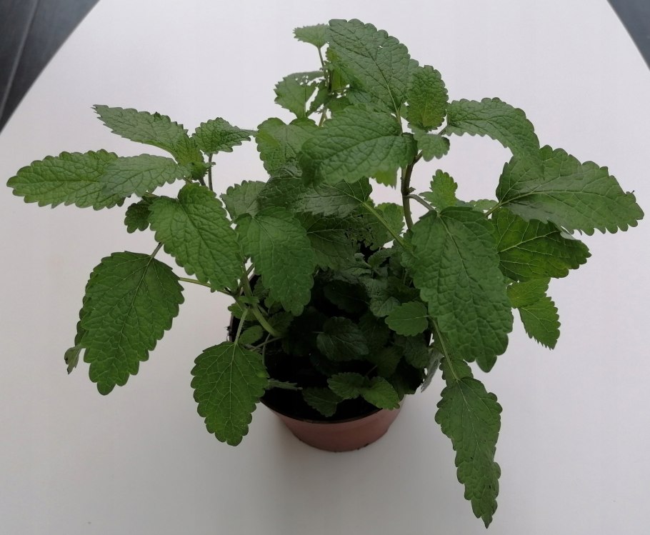 Мелисса трава в горшке