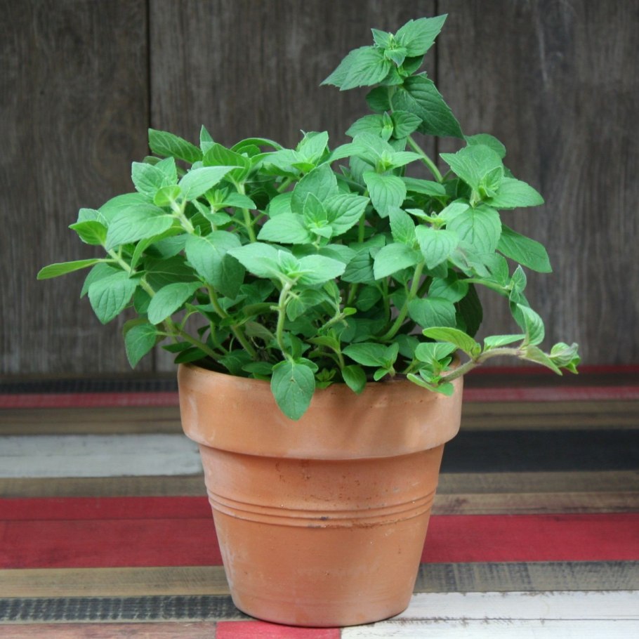 Мята перечная в горшке