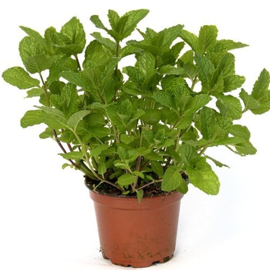 Мелисса растение