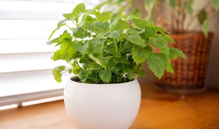 Ритза Мелисса в горшочке