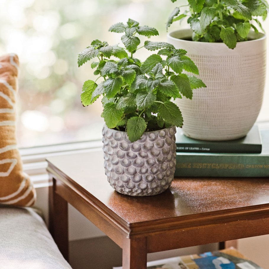 Мелисса оффициналис