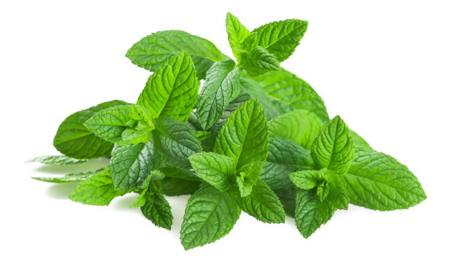 Мята в горшке минт