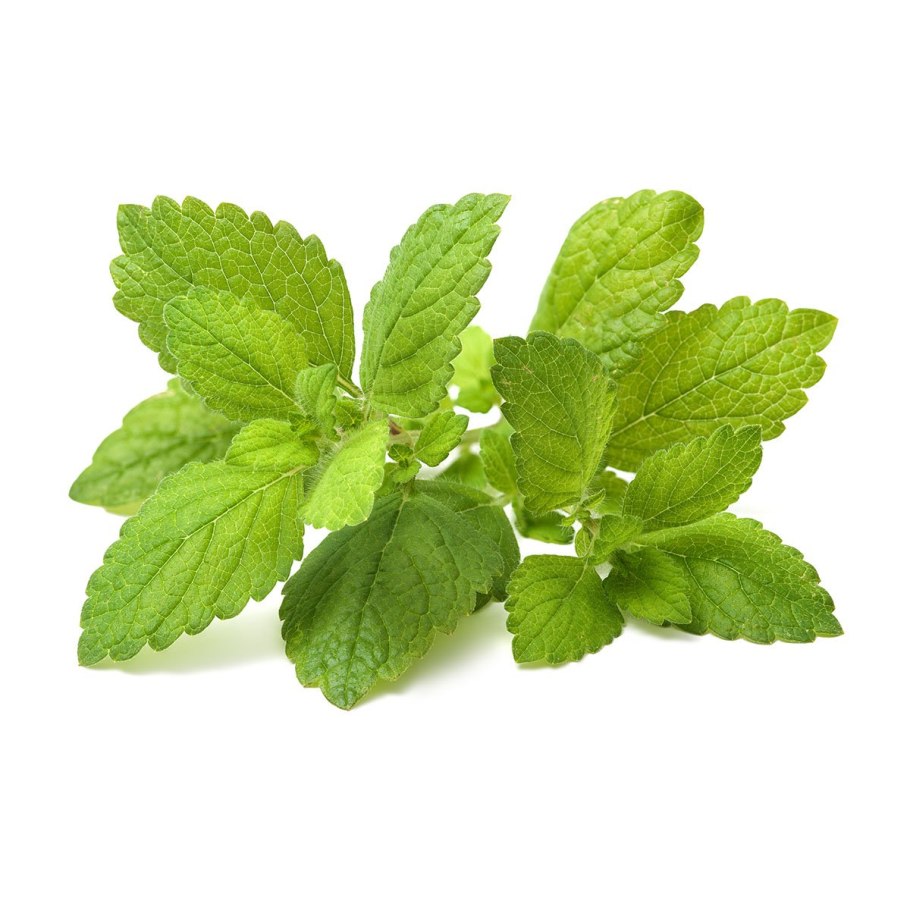 Мелисса лимонная на белом фоне