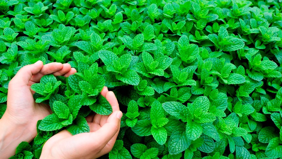 Цветок мелиссиум в горшке