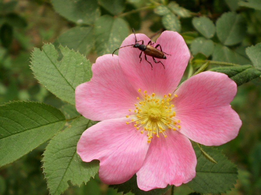 Rosaceae Розоцветные