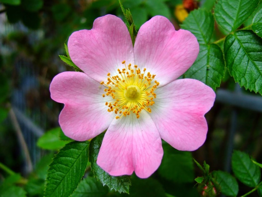 Цветки шиповника Rosa Canina