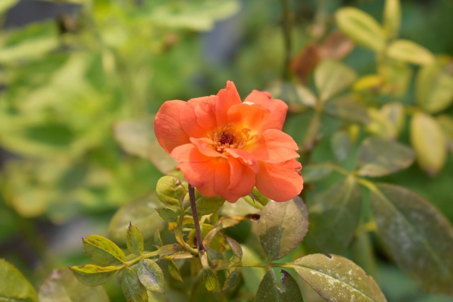 Семейство Розоцветные роза