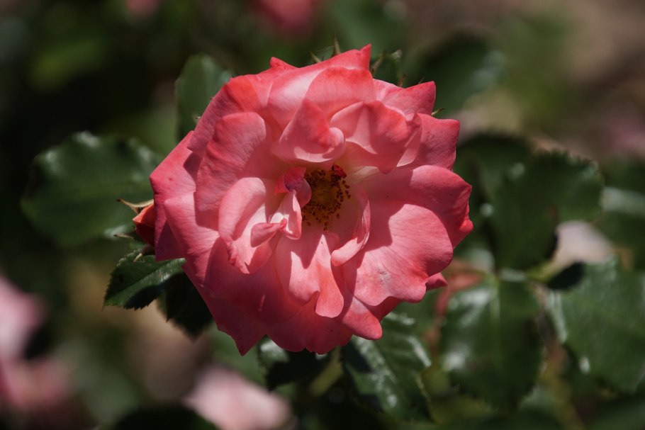 Rosa Kordesii