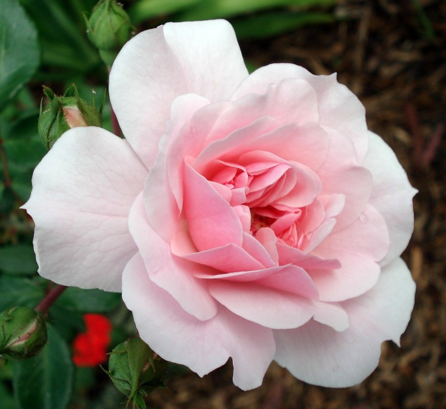 Роза Ману Мейян