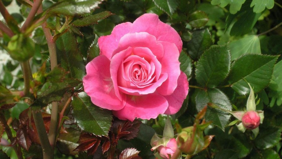 Шиповник куст