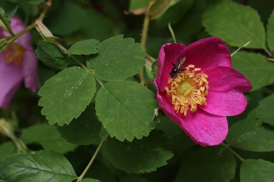 Роза иглистая – Rosa acicularis