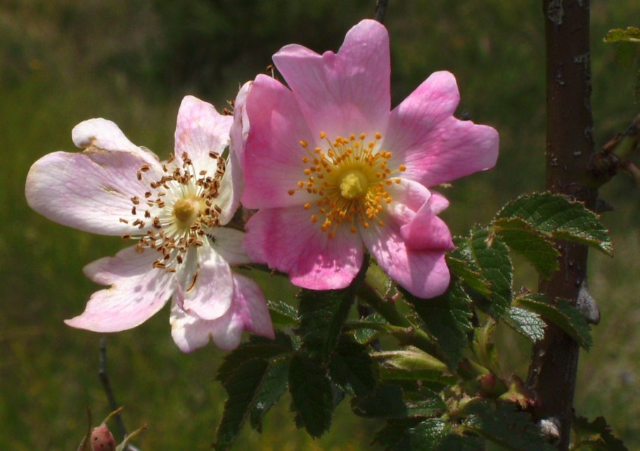 Rosaceae Розоцветные