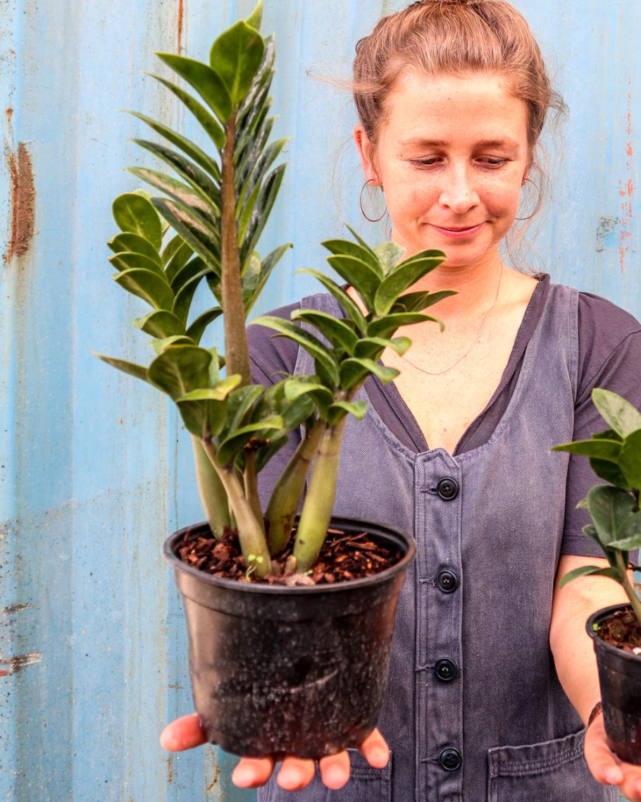 Замиокулькас Зензи