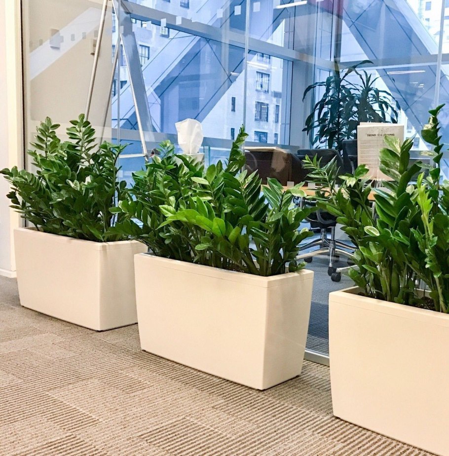 Цветок похожий на замиокулькас