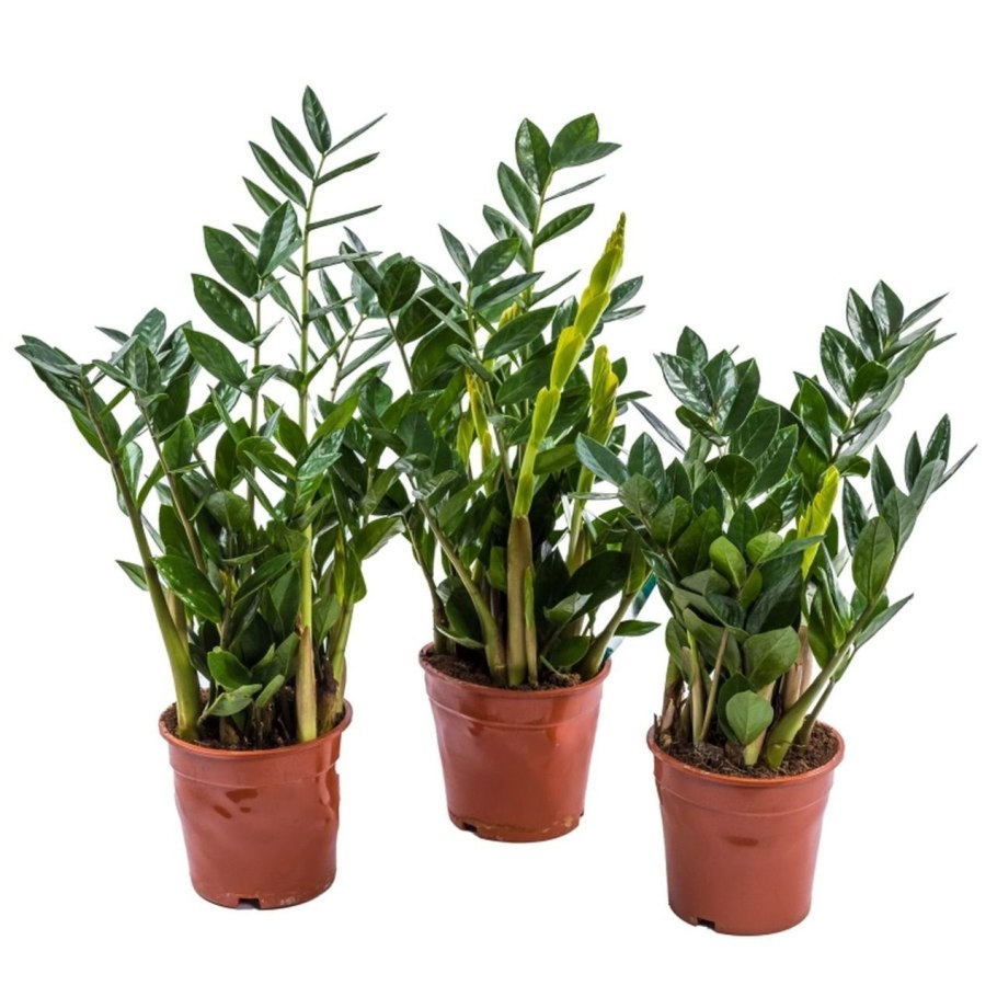 Замиокулькас Эмеральд пальм