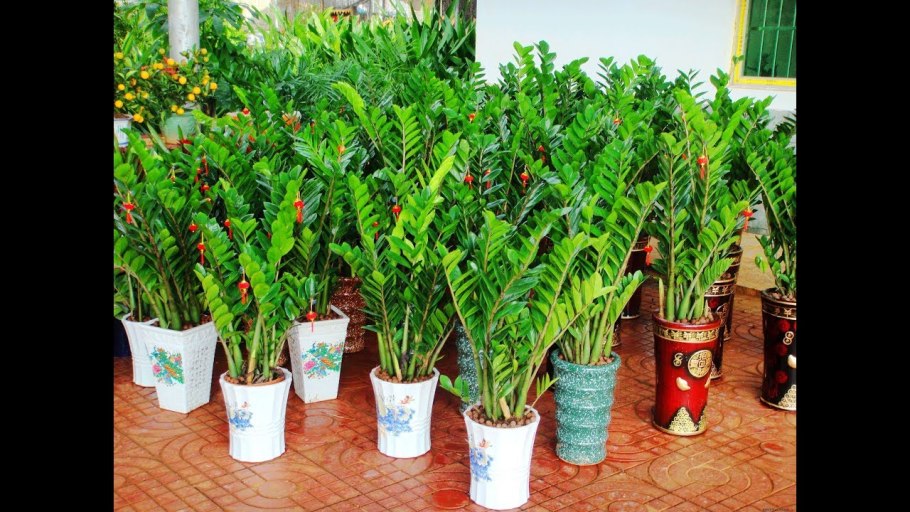 Кулькас комнатный цветок