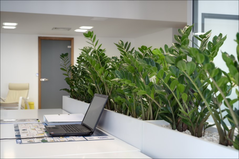 Замиокулькас Замия