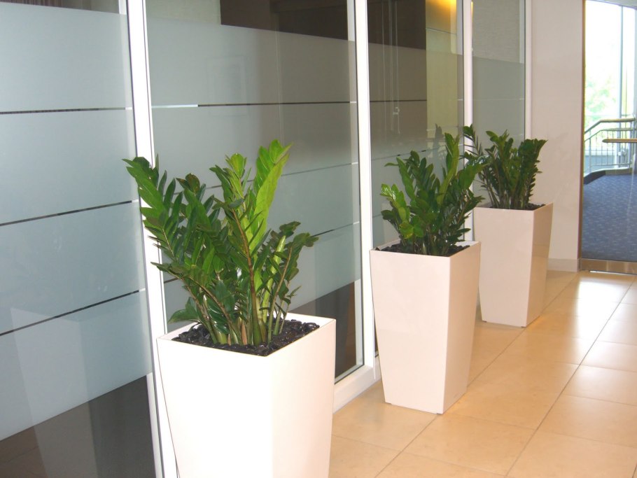 Замулькалькус цветок