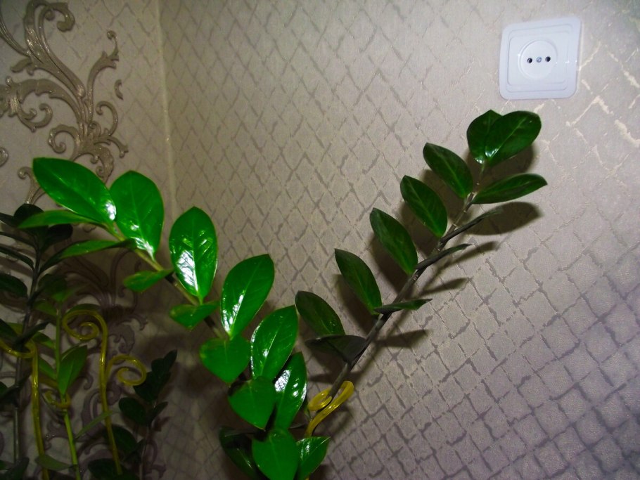 Замиокулькас цветок прорастает