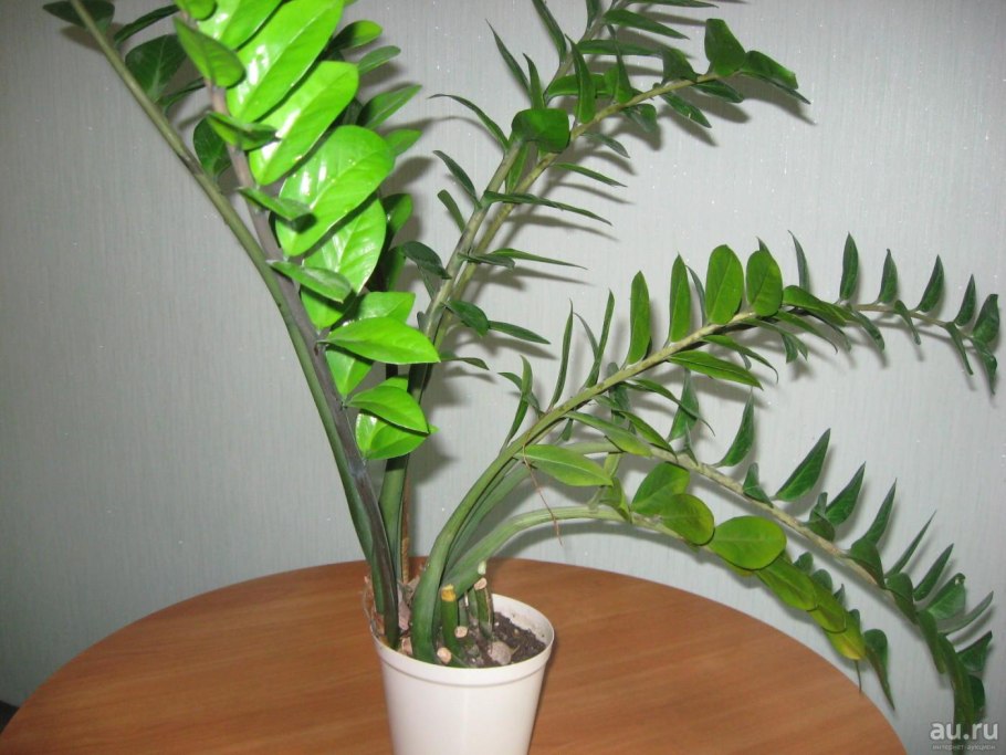 Суккуленты замиокулькас