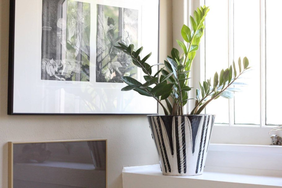 Замиокулькас огромный