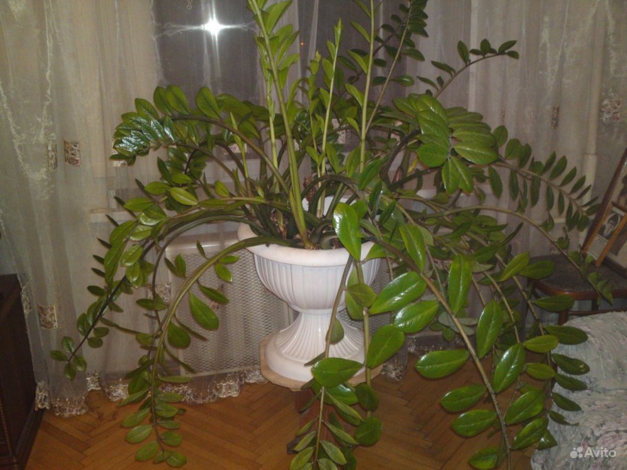 Замиокулькас замиелистный