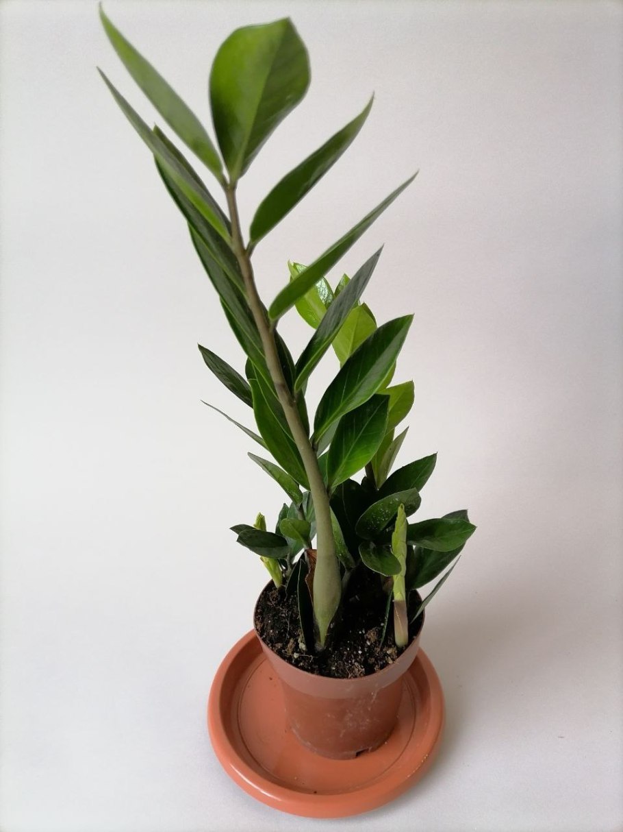 Аглаонема Лавли Пинк