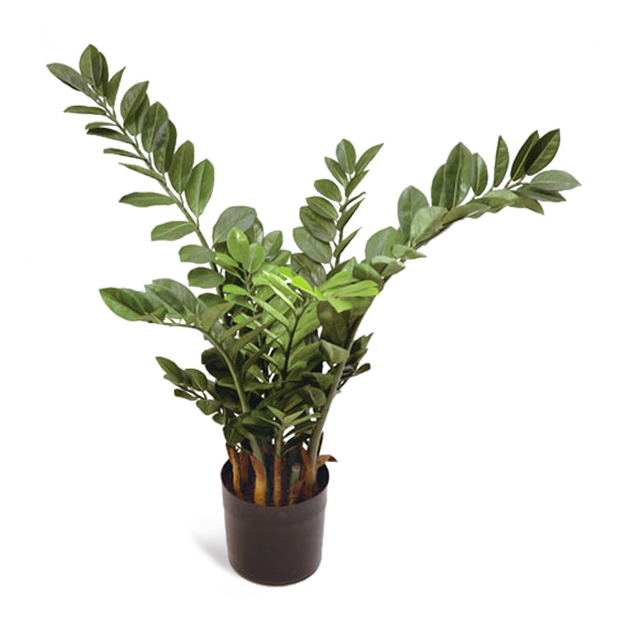 Озеленение офиса