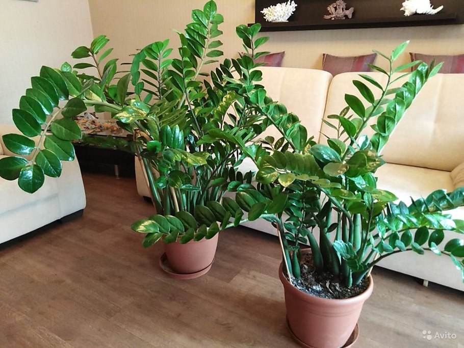 Замиокулькас в центре садовода Оренбург