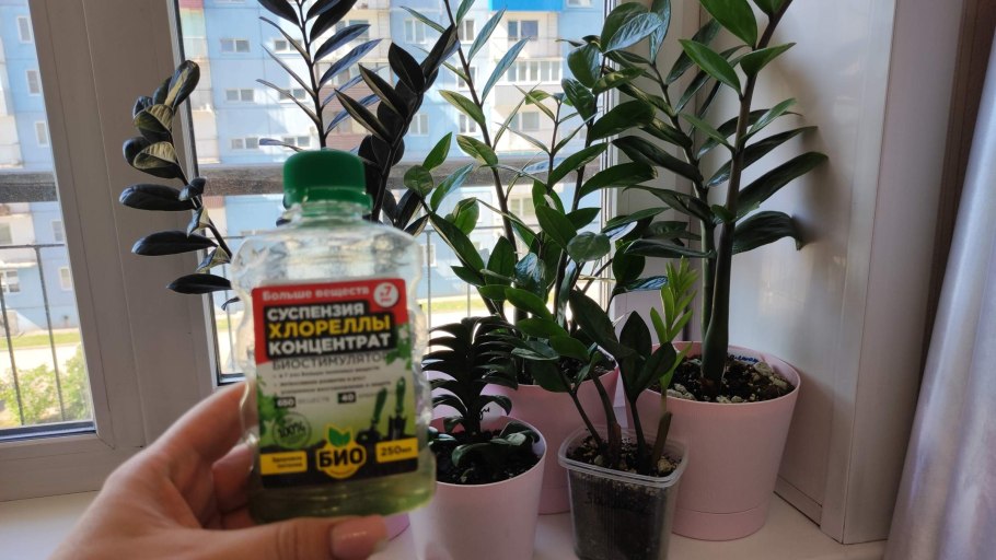 Долларовое дерево купить