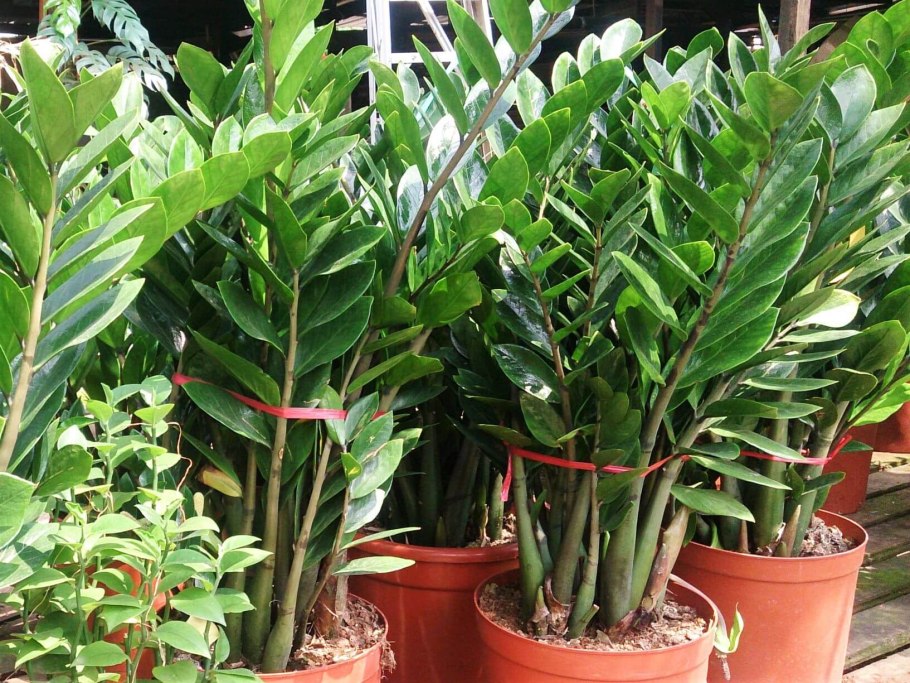 Замиокулькас зеленый