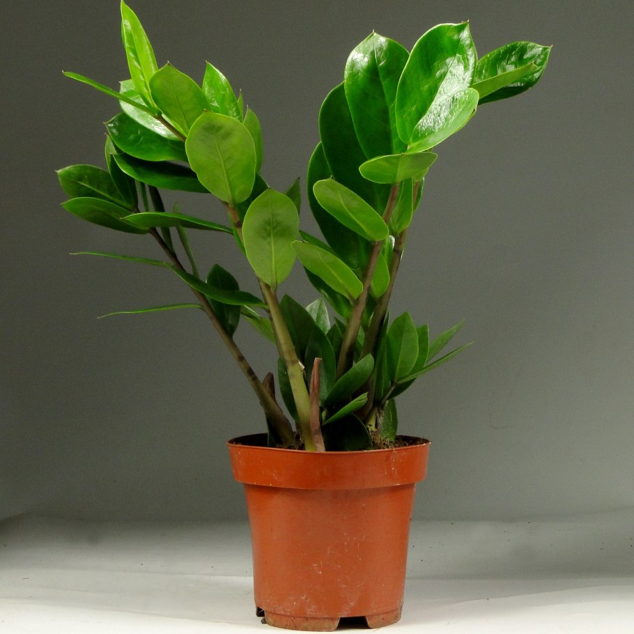 Замиокулькас цветок корни