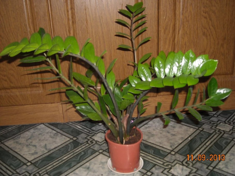 Замиокулькас Занзибар