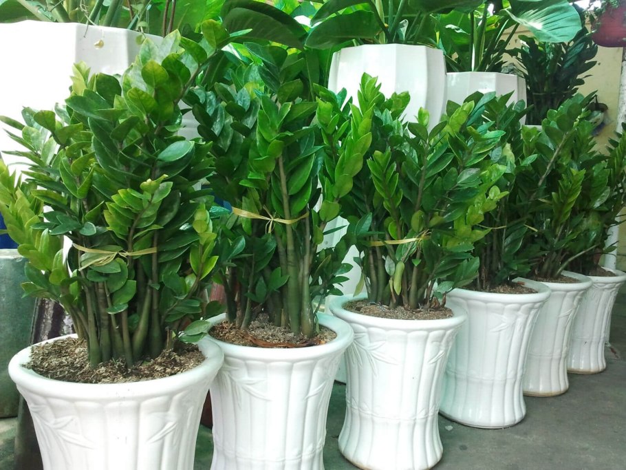 Замиокулькас цветение