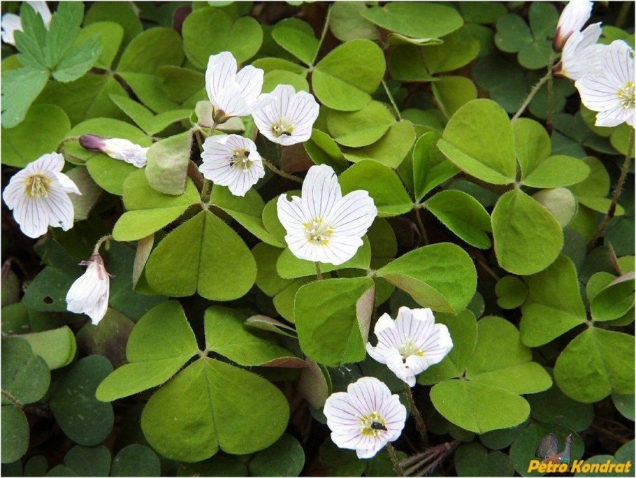Кислица Oxalis acetosella