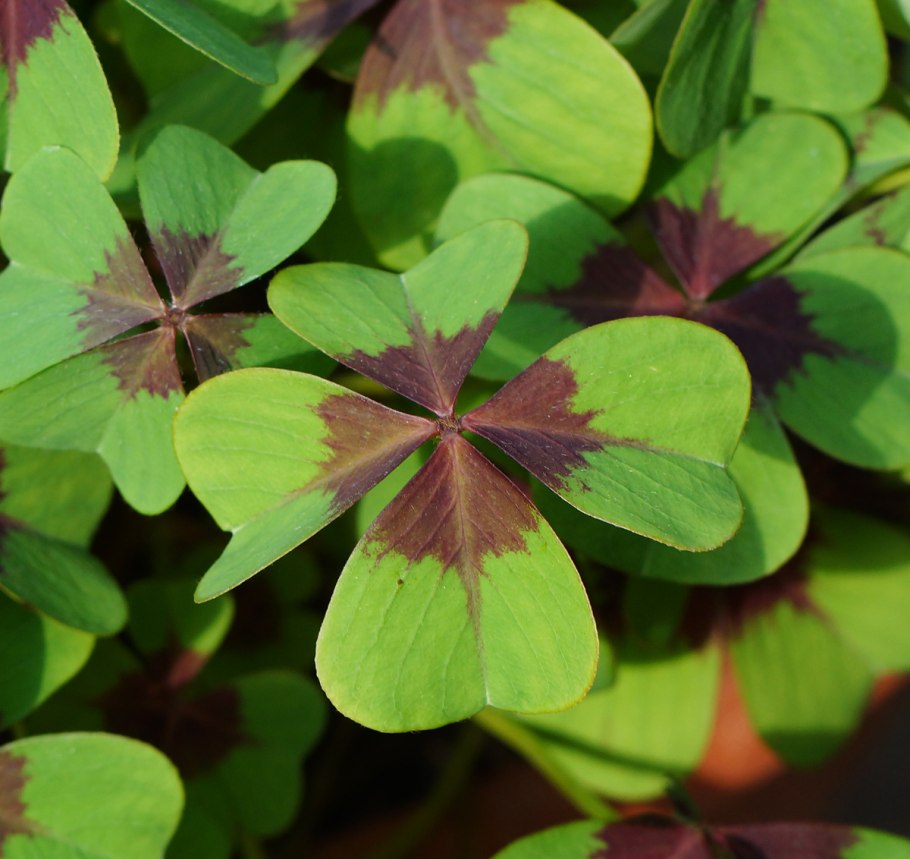 Кислица Ортгиса (Oxalis ortgiesii).