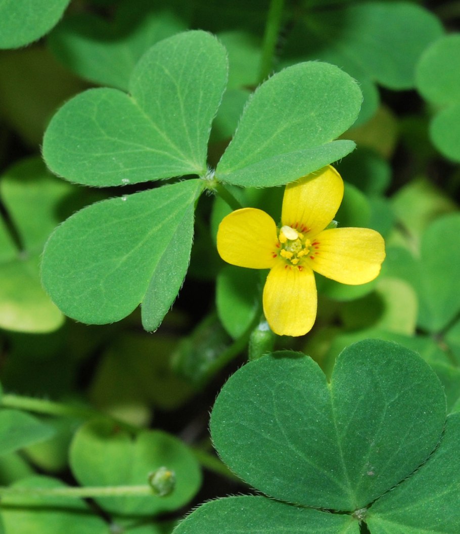 Кислица рожковая Oxalis corniculata сорняк