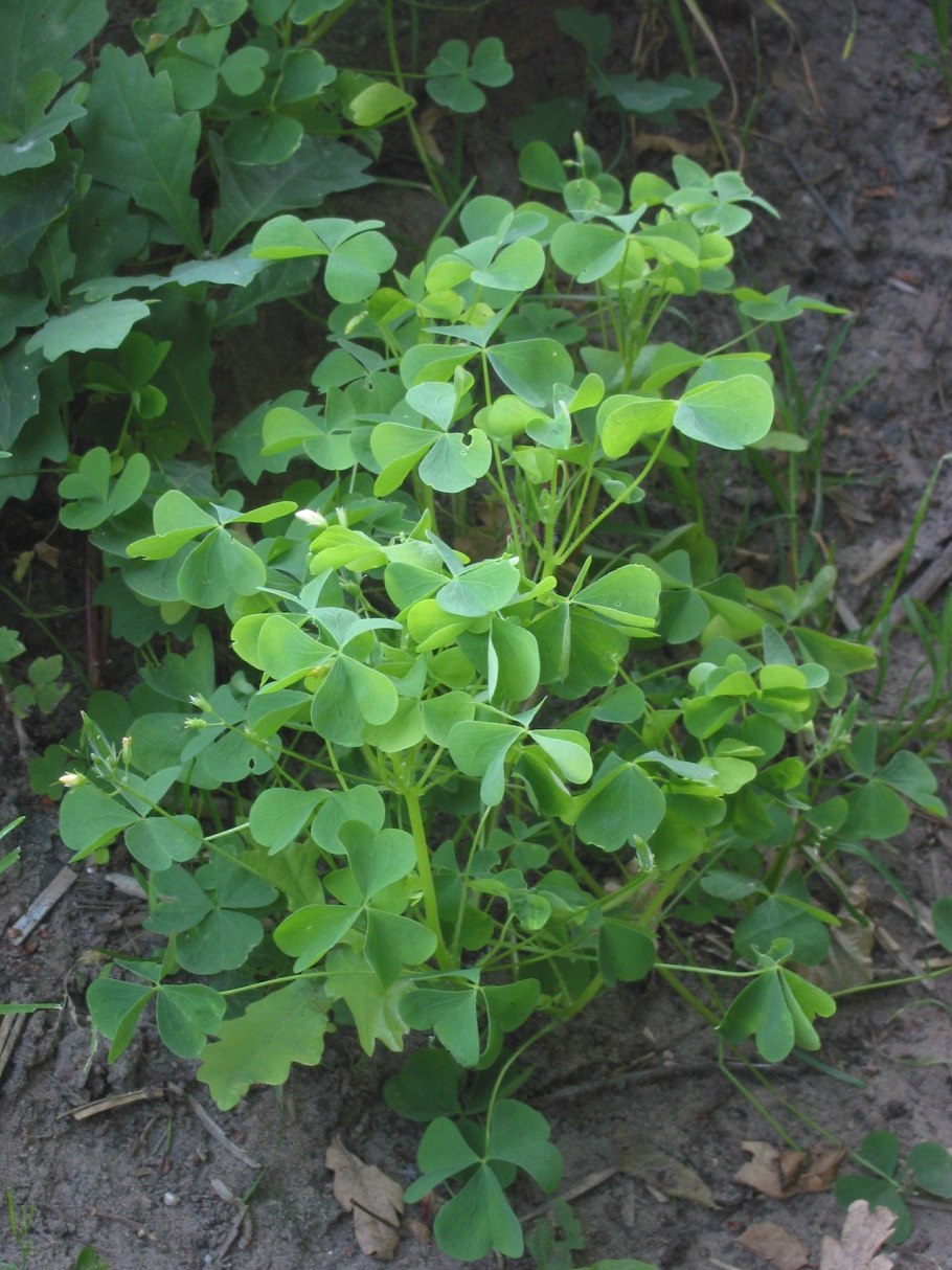 Oxalis Brasiliensis