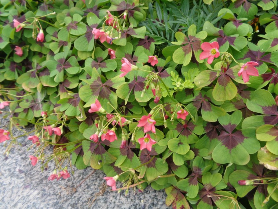 Кислица сорняк