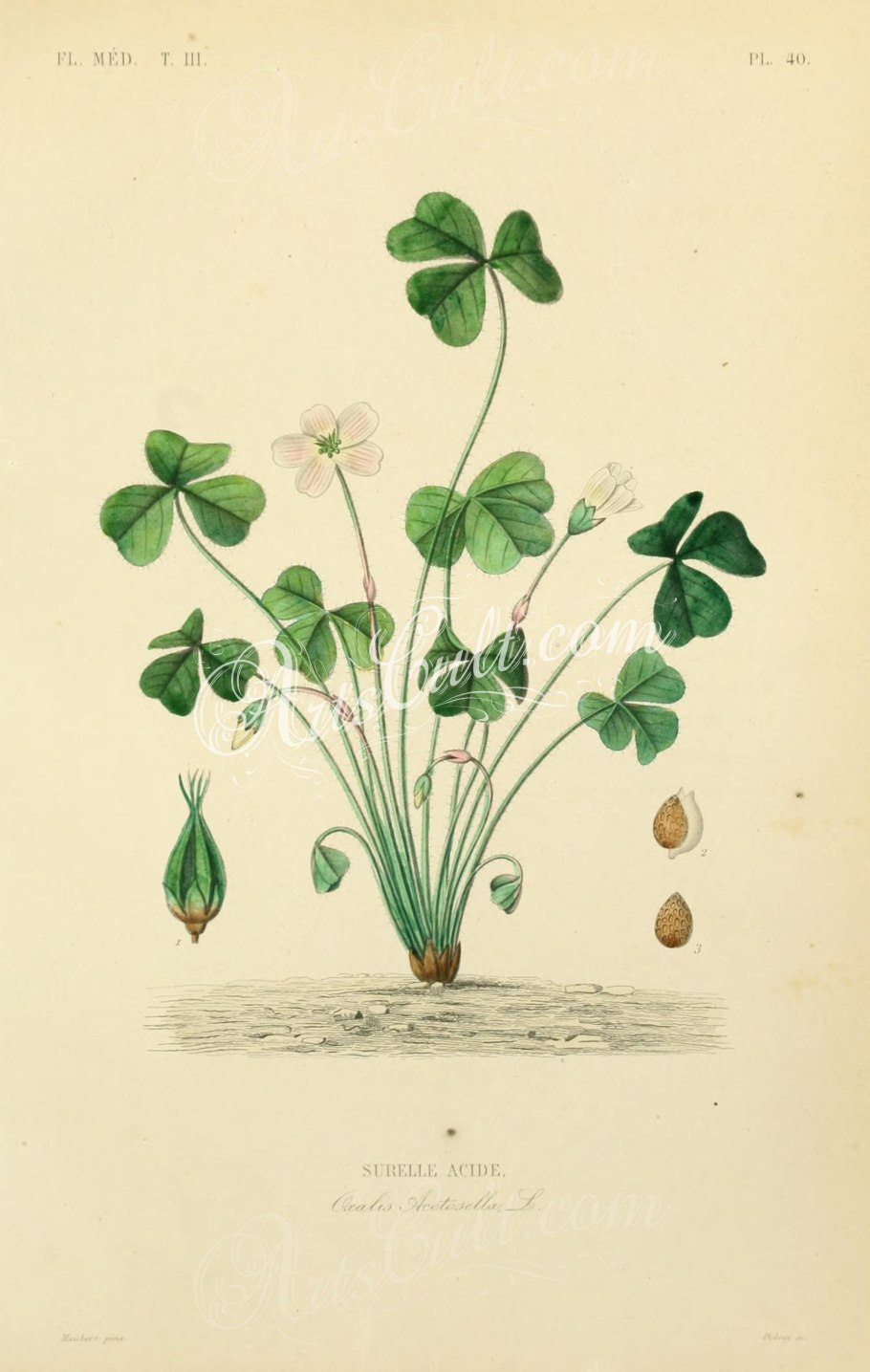 Тамариск ксерофит