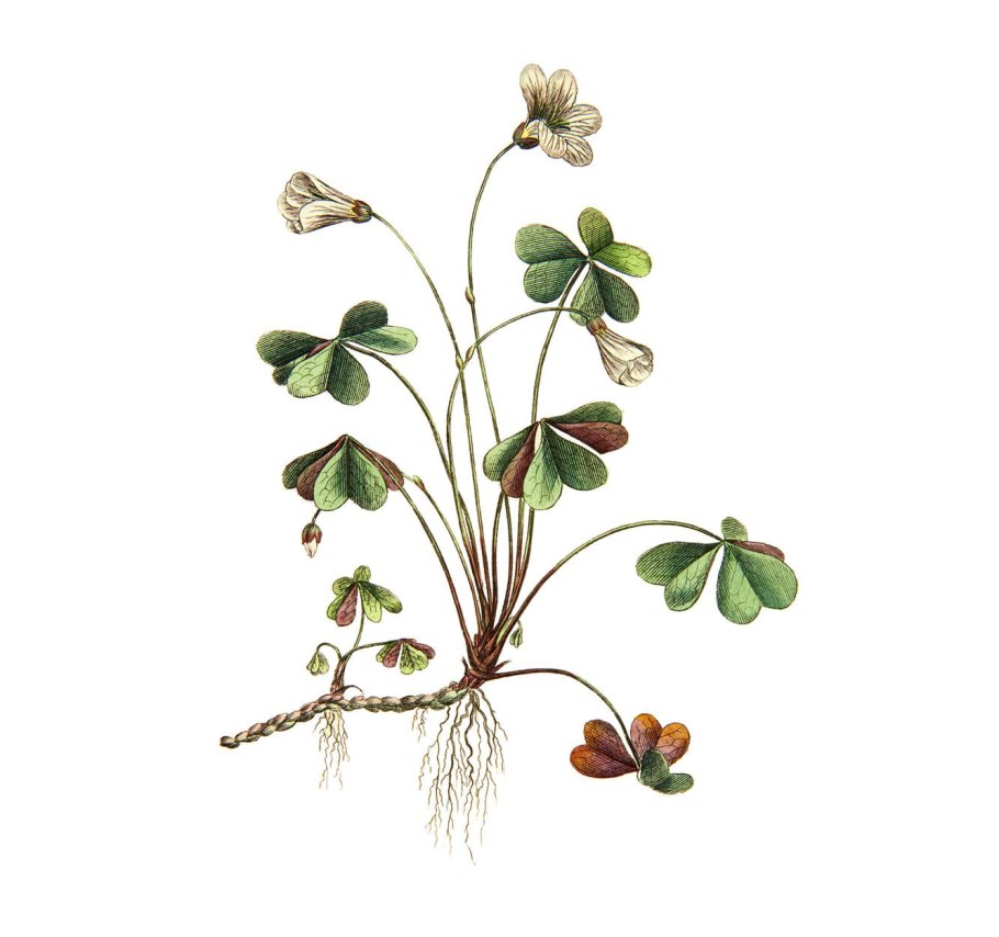 Класс двудольные семейство бобовые