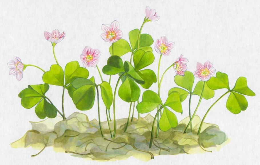 Мальпигиецветные цветок