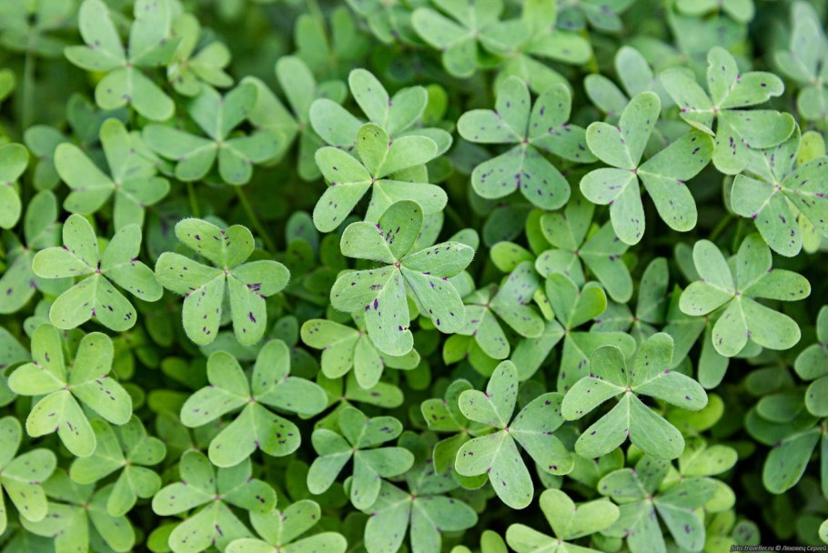 Козья Кислица