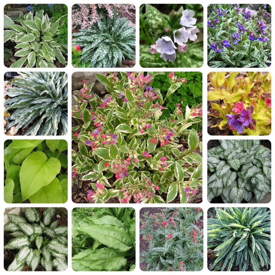 Травянистые растения травянистые растения