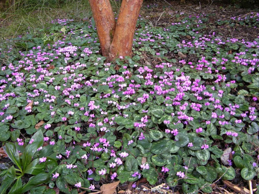 Таблица лекарственных растений целебные свойства