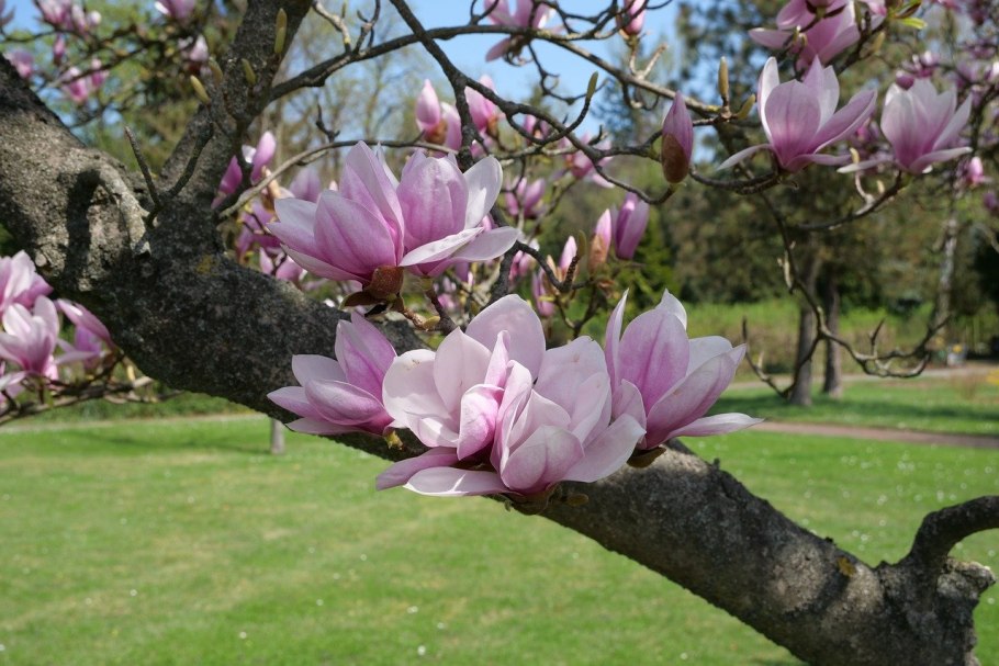 Magnolia denudata Yulan