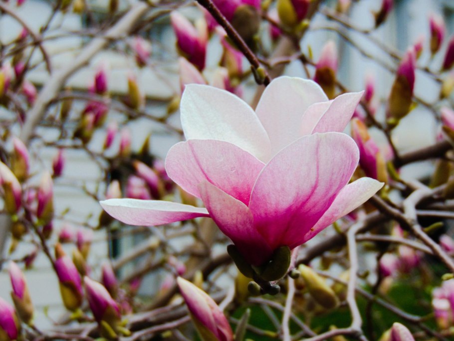 Магнолия Суланжа Люкс галакси