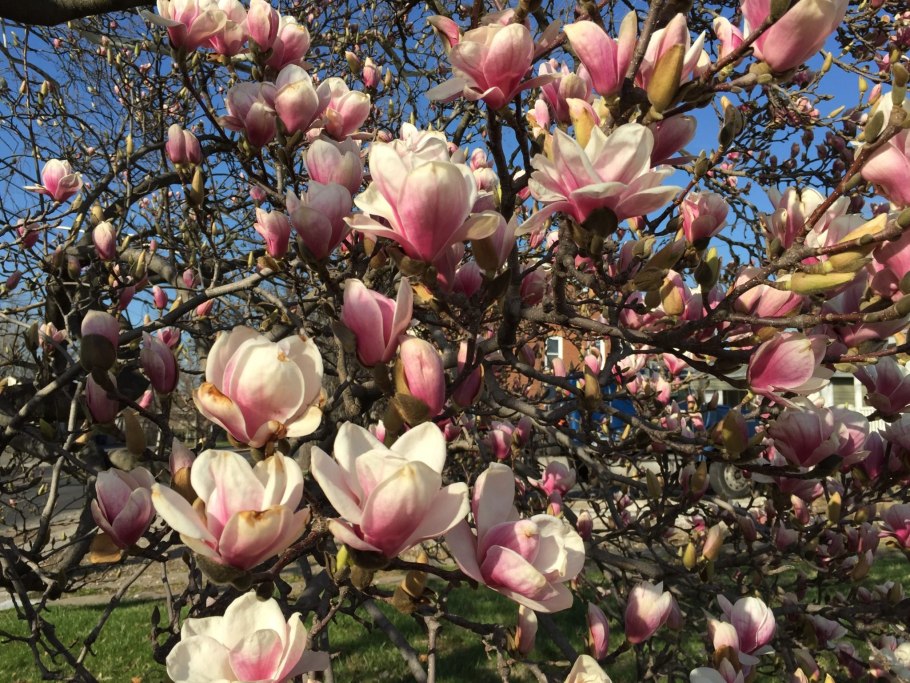 Магнолия тюльпан