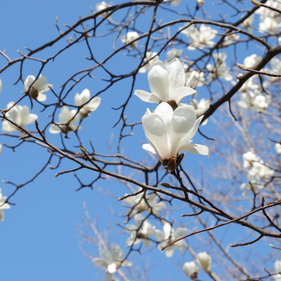 Магнолия Yulan